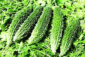 여주의 효능(10종) 6