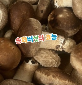 송화버섯-효능