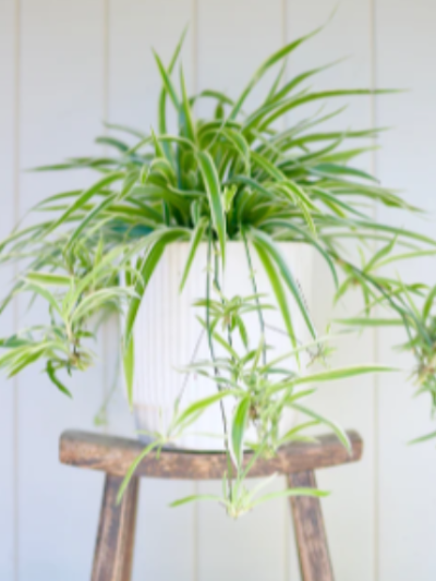반려식물 추천 방안 가습 효과 좋은 식물 접란 (ribbon plant)