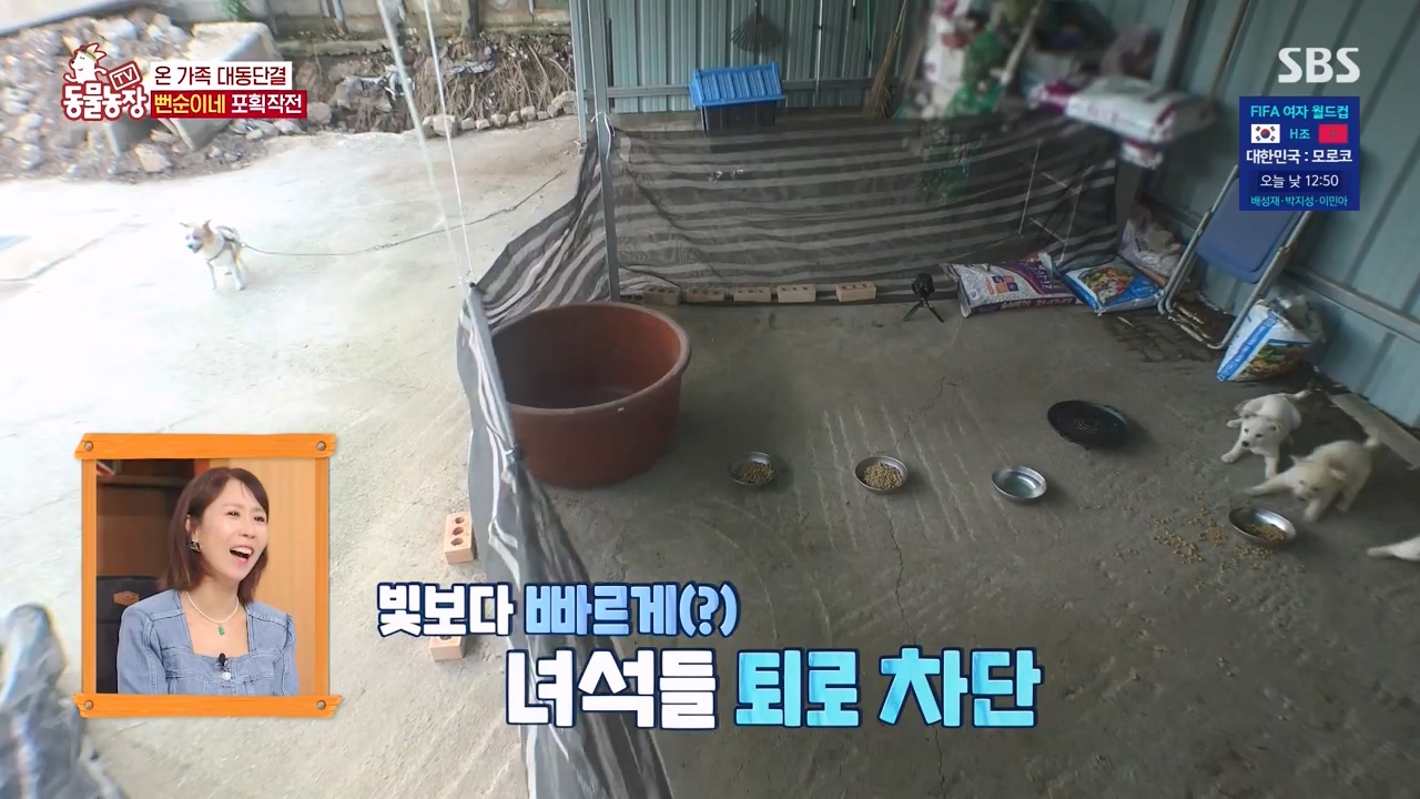 TV 동물농장.E1131.230731p-NEXT.mp4_20230730_190941.027.jpg