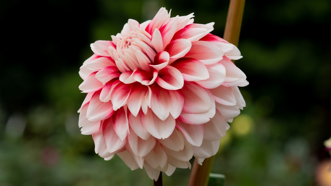 Dahlia