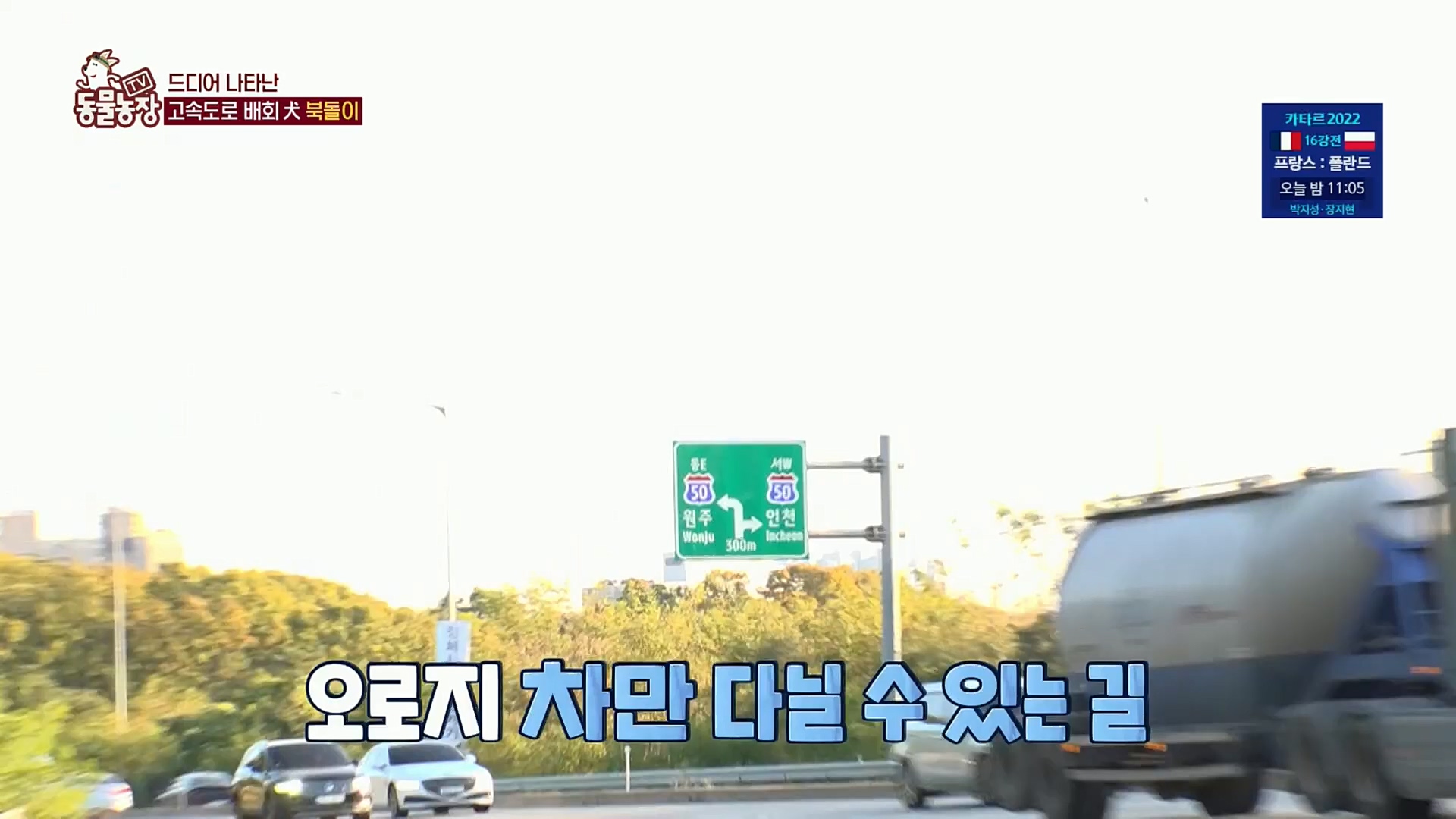TV 동물농장.E1098.221204p.H264-F1RST.mp4_20221204_175416.948.jpg