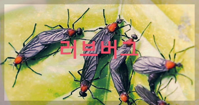  러브버그 : 암수가 쌍으로 몰려다녀 혐오감 들지만 의외로 익충인 파리