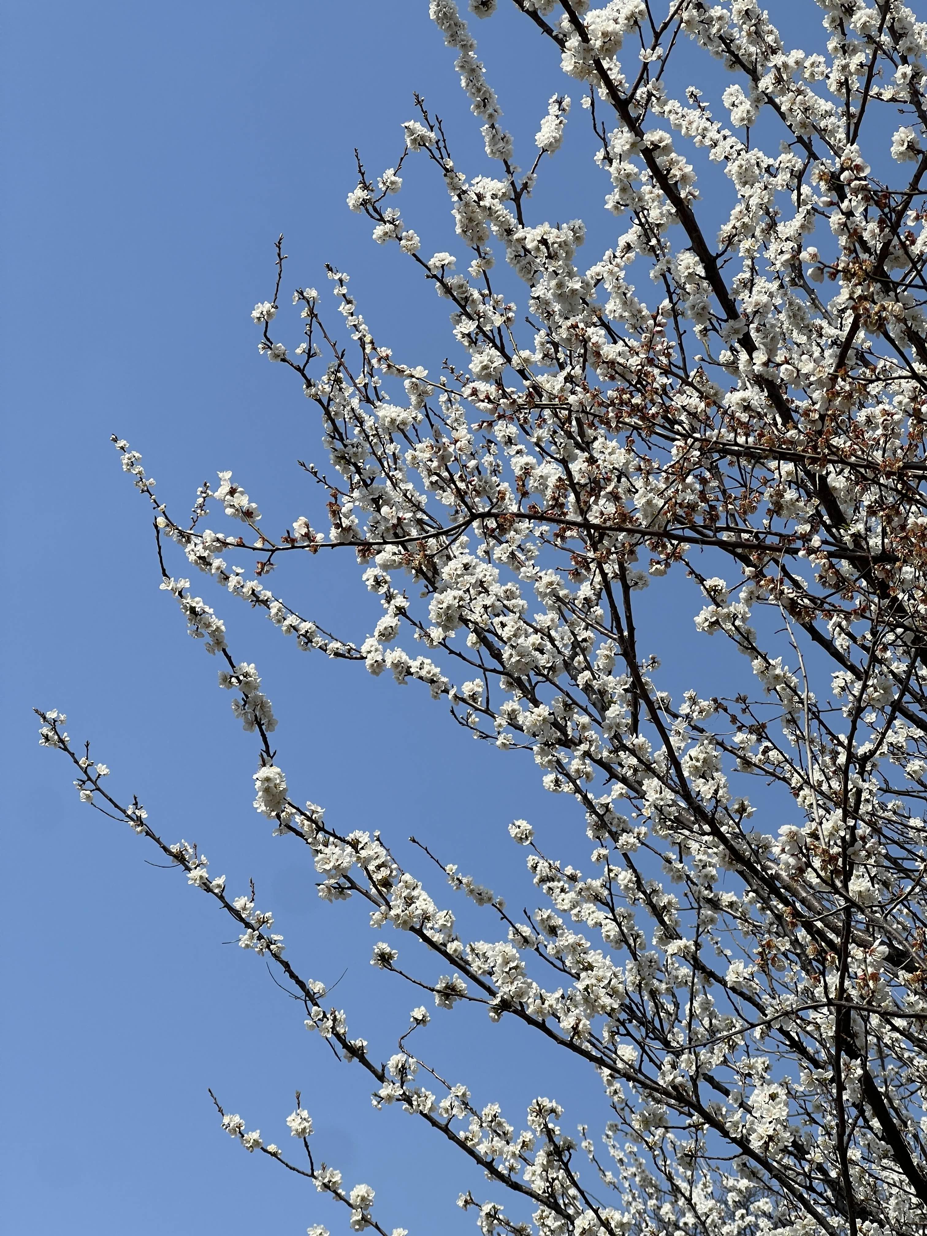 여의도 벚꽃의 윤중로 상황 / 2023.03.27 18