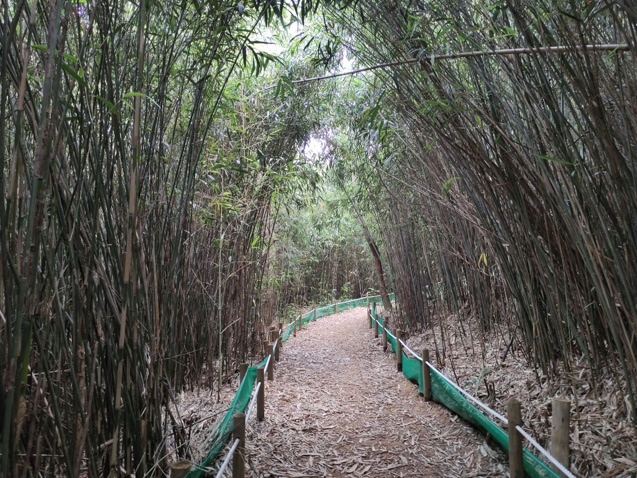 대나무-숲길