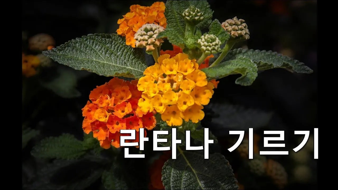 란타나 키우기 꽃말 노지월동 삽목 독성_2