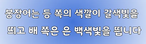 붕장어는 등 쪽의 색깔이 갈색빛을 띄고 배 쪽은 은 백색빛을 띕니다