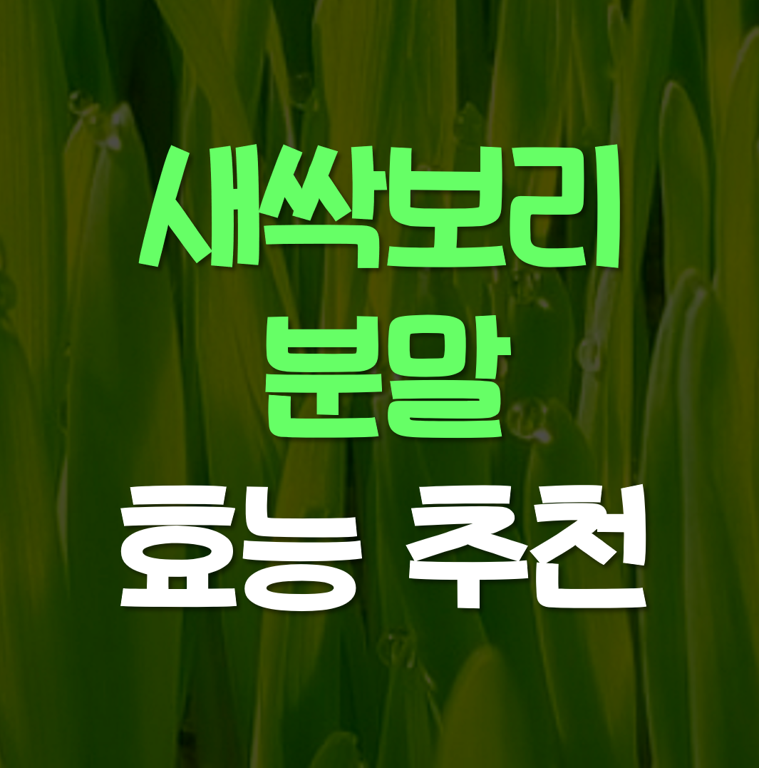  새싹보리 분말 효능 추천
