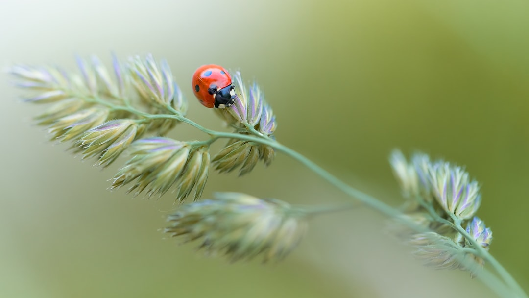Ladybug