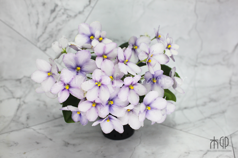 Africanviolet&#44; Violet&#44; 미니바이올렛&#44; 미바