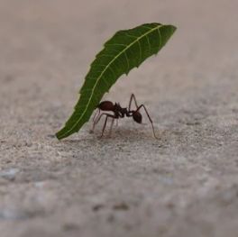 개미 꿈 해몽 여왕 붉은 개미 꿈점