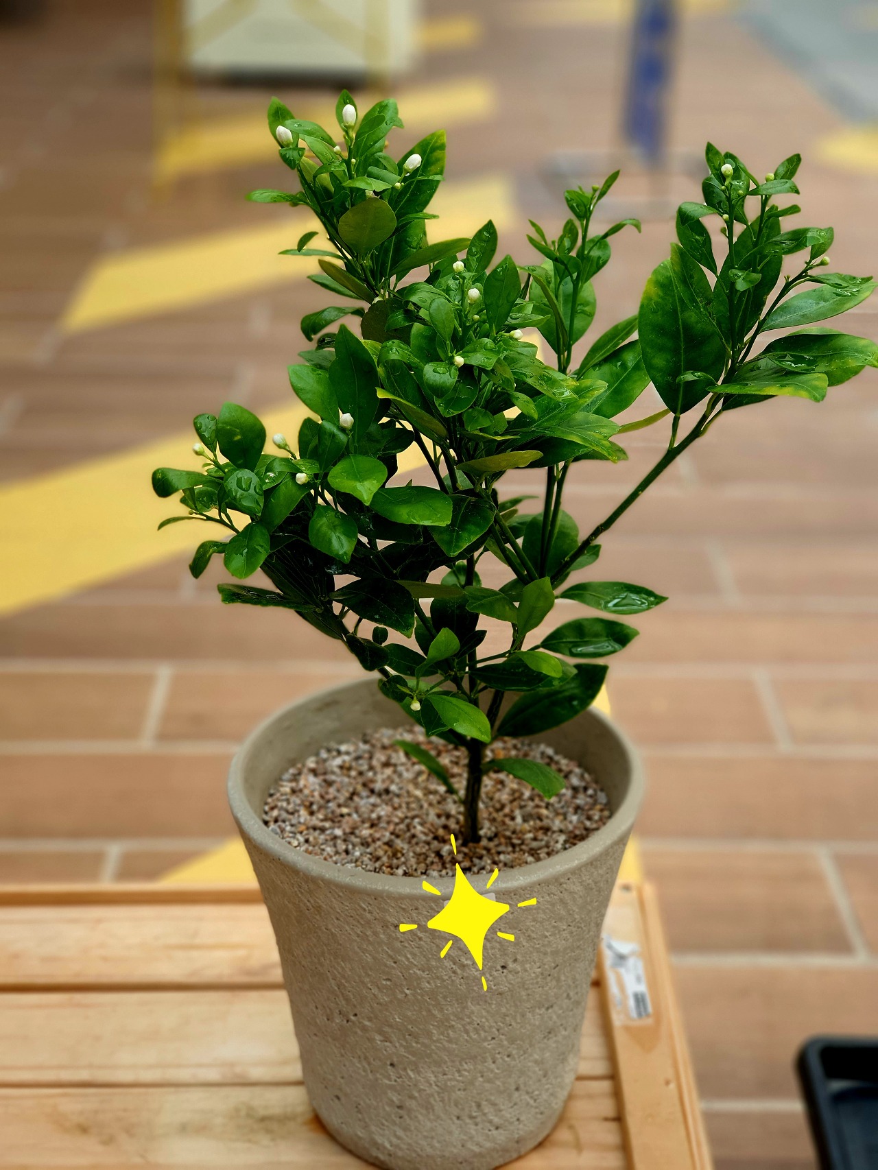 Yuju tree&#44; fortunella japonica var. margarita