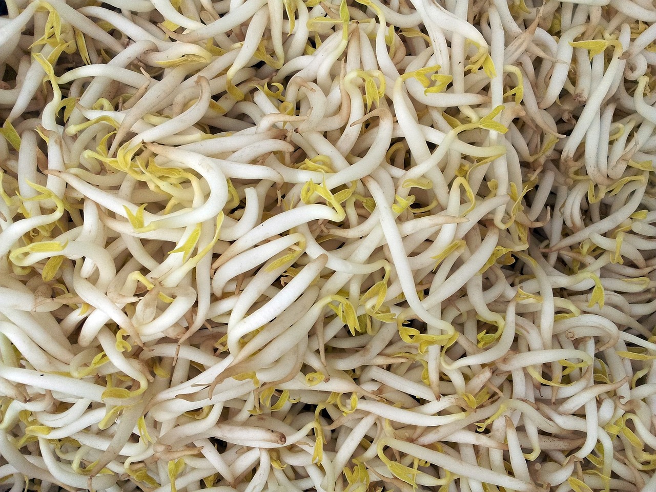 숙주나물-무침