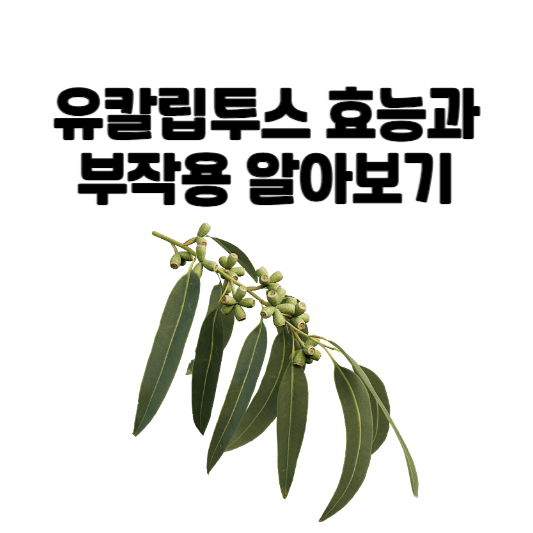 유칼립투스 효능과 부작용