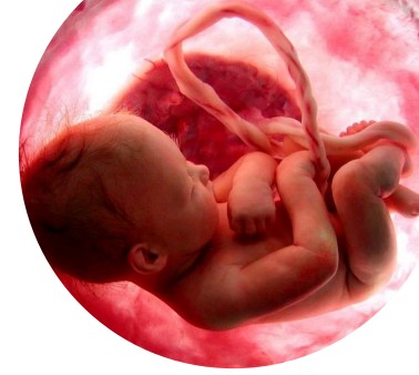  태반(Placenta);임신,유산,태반 영양성분,태반 효능,임신중 주의,사이토카인,라이넥주사,태반주사,라이넥부작용,양태반,양태반영양성분,양태반효능,태반무덤 등.
