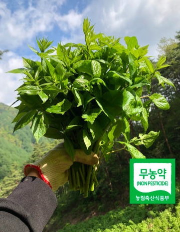 생방송투데이 이 주의 장바구니 강원도 평창 참두릅 365삼 구입 주문방법 산양삼&amp;#44; 오가피순&amp;#44; 명이나물&amp;#44; 고들빼기&amp;#44; 산더덕&amp;#44; 솔순&amp;#44; 도라지&amp;#44; 땅두릅