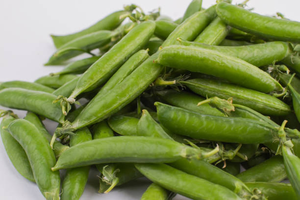파바콩(Fava beans) 효능