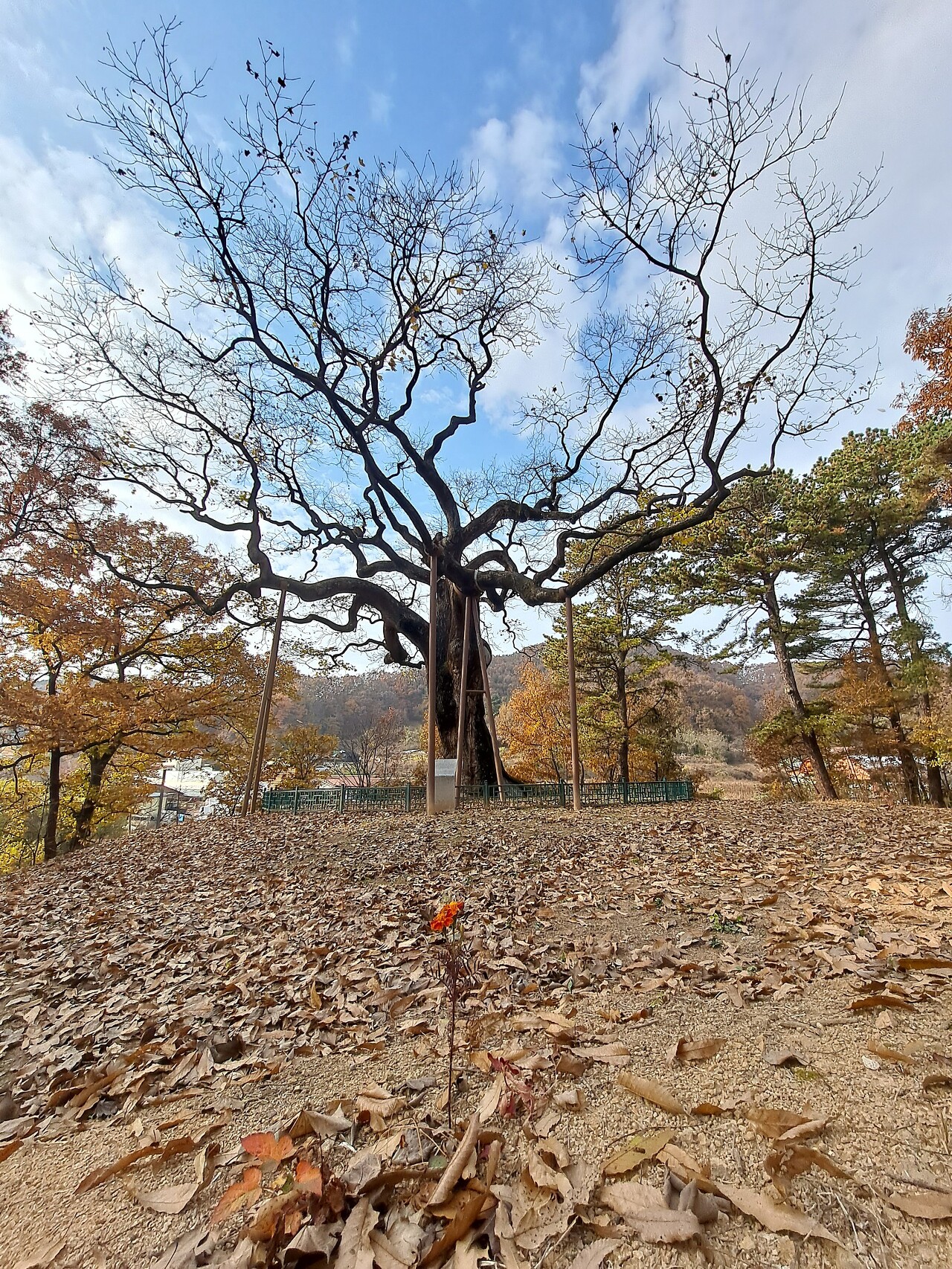  고목과 꽃 한송이