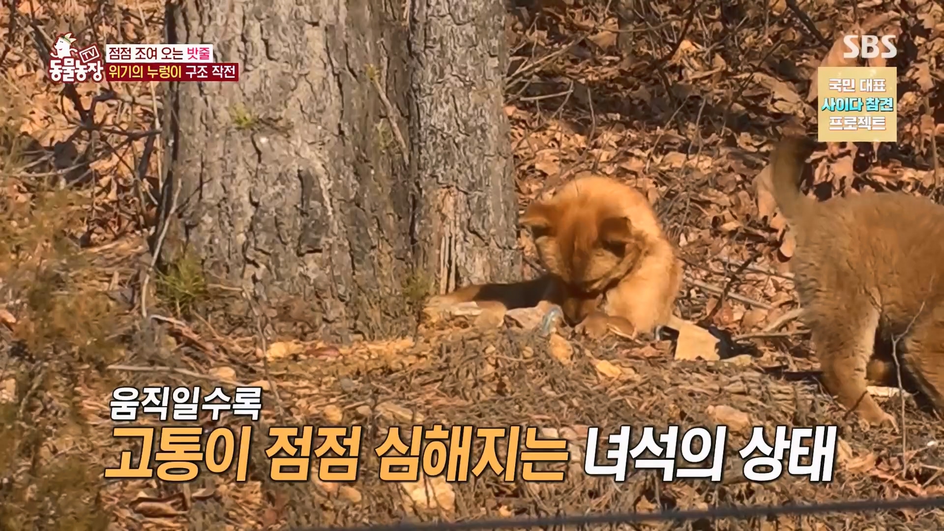 TV 동물농장.E1159.240218p.H264-F1RST.mp4_20240218_170012.768.jpg