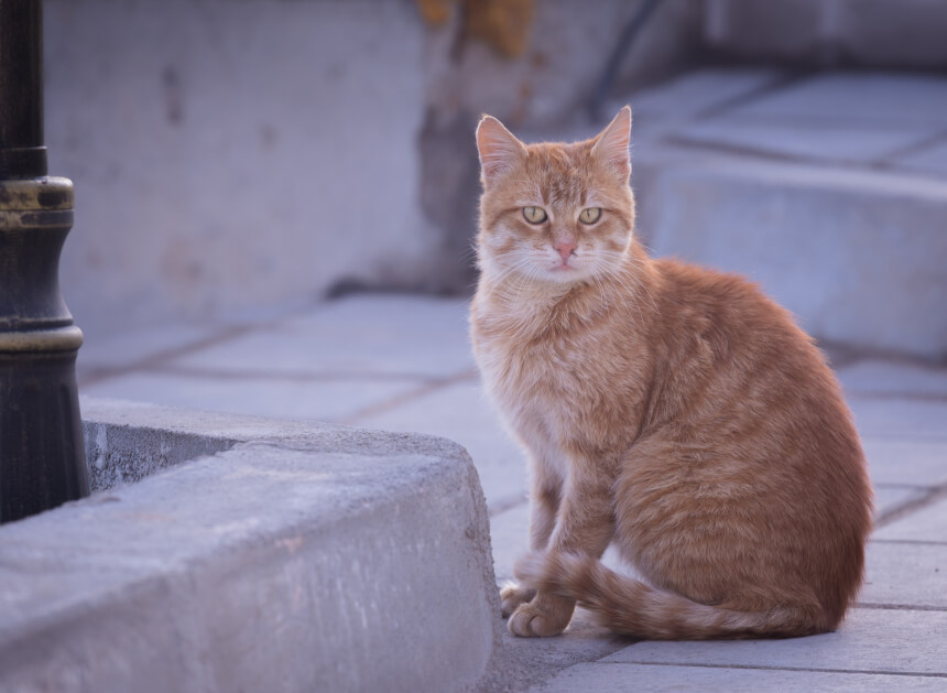  고양이 병원, 어떻게 선택해야 할까?