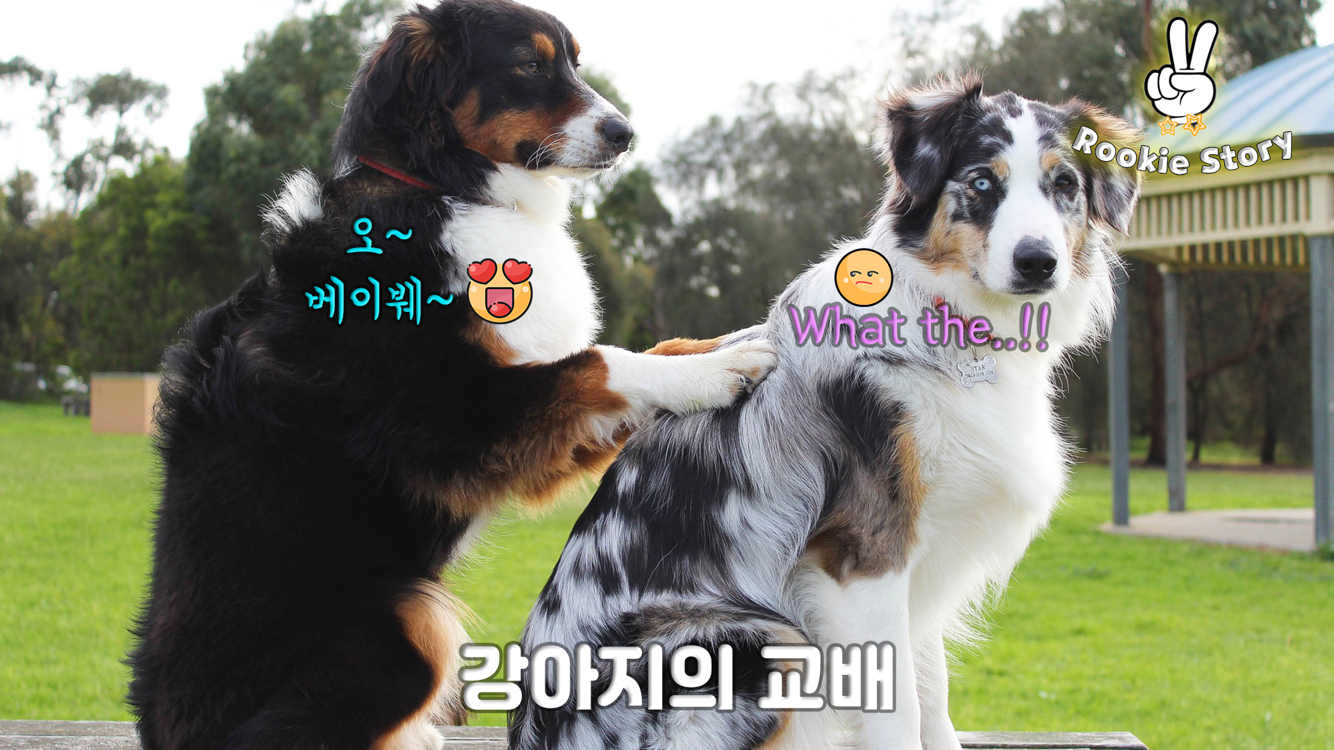  강아지 발정 주기와 교배, 임신 주기