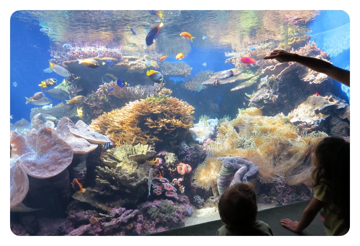 하와이 오아후섬의 와이키키 아쿠아리움 Waikiki Aquarium 내의 수족관과 구경하고 있는 아이들을 찍은 사진