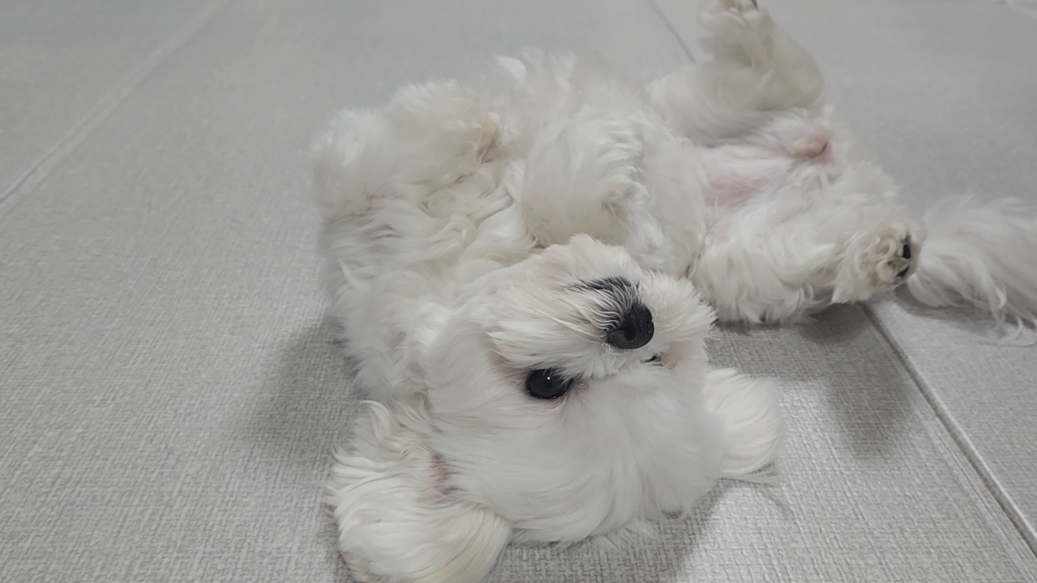  강아지가 사람을 좋아하는 이유