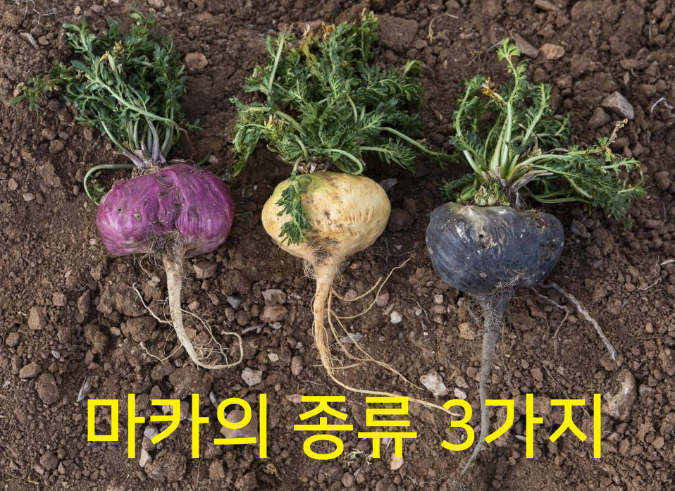 마카의 8가지 놀라운 효능 알아보기!
