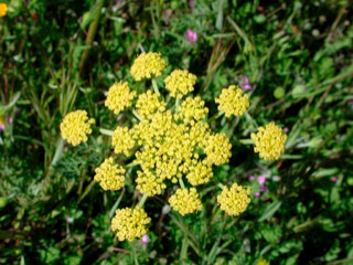  데저트 파슬리 (DESERT PARSLEY) 효능 및 부작용, 섭취법은?