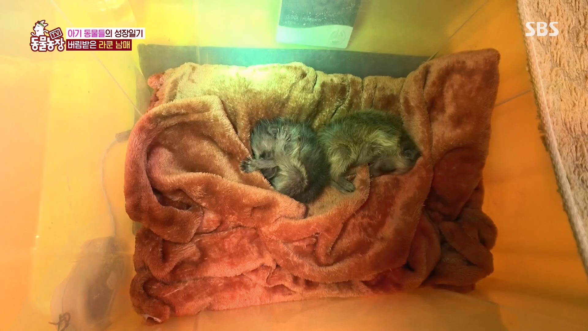 TV 동물농장.E1119.230507p.H264-F1RST.mp4_20230507_135919.789.jpg