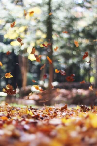 낙엽이 바람에 날리는 모습