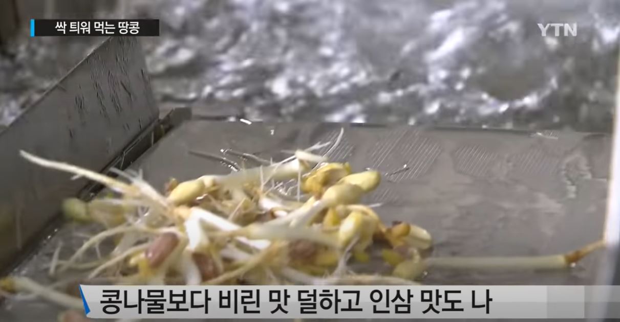 새싹땅콩
