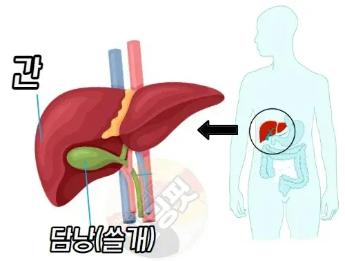 오른쪽-옆구리쪽에-위치한-담낭