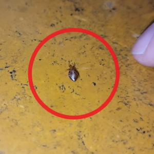 빈대 퇴치법