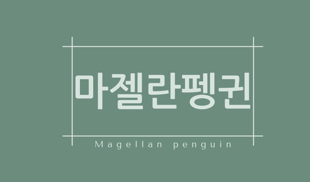 마젤란펭귄(Magellan penguin)