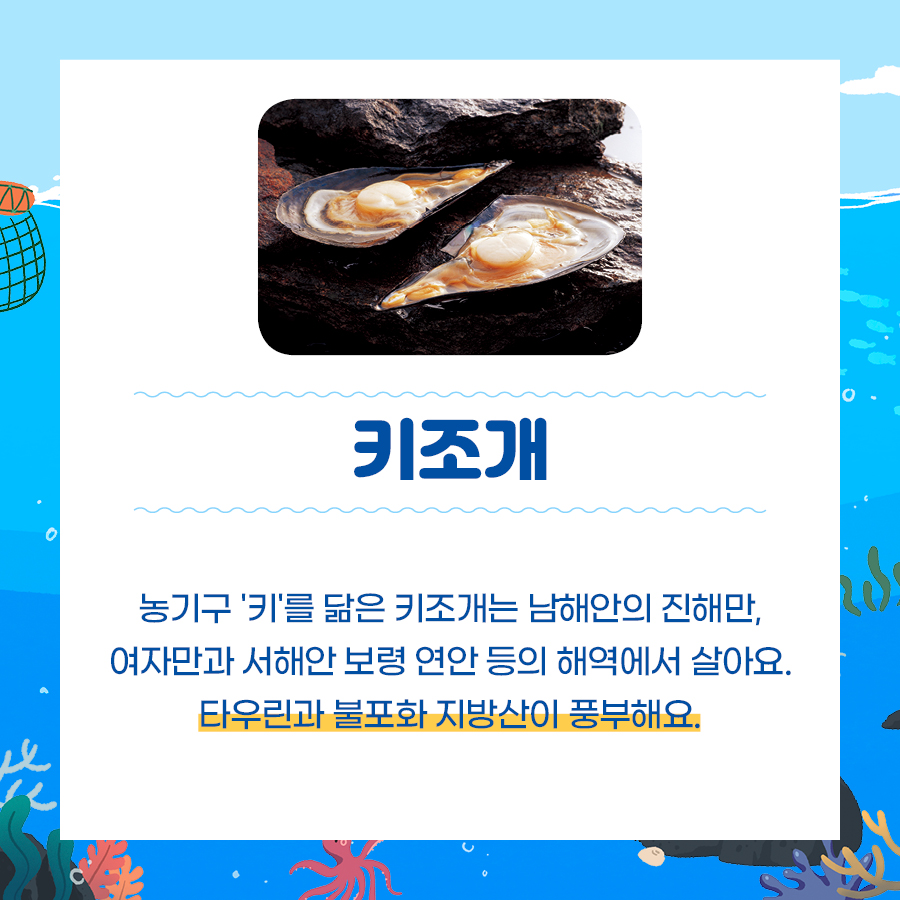 키조개 