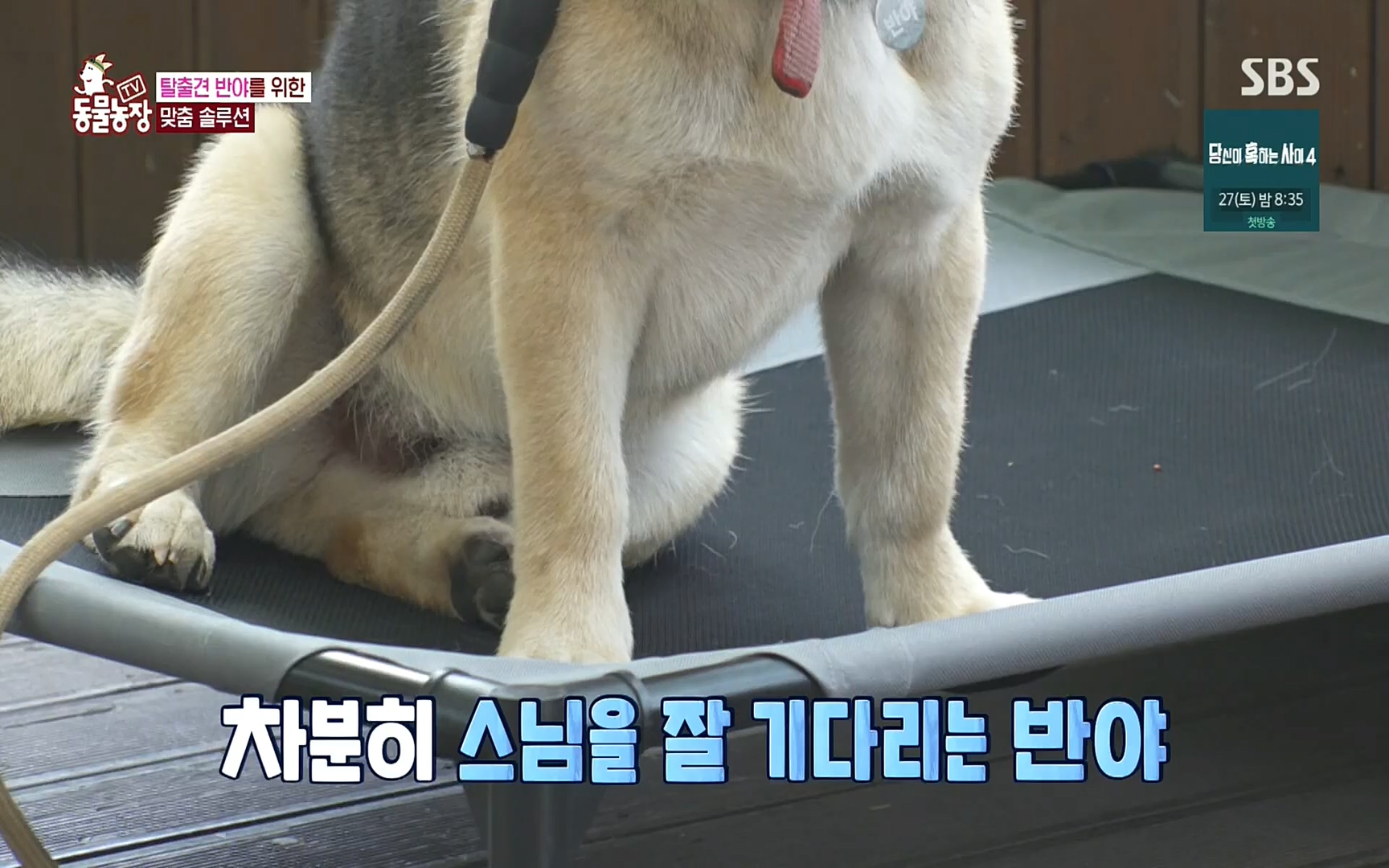 TV 동물농장.E1083.220821p.H264-F1RST.mp4_20220821_183711.701.jpg