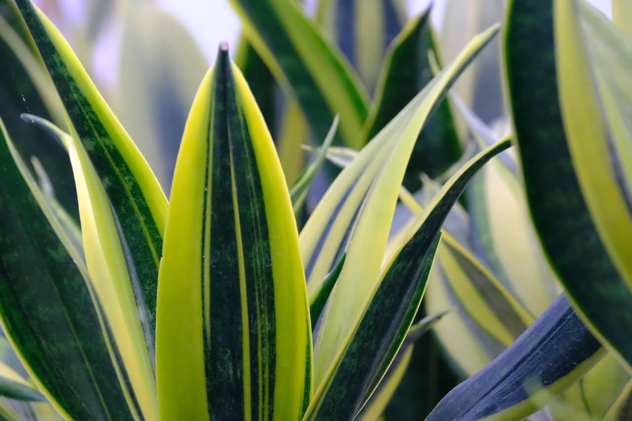 바쁜 사람들을 위한 저관리 식물 키우기 – 최소한의 시간으로 자연을 즐기는 법 - Indoor Plant Selection Tips for Beginners