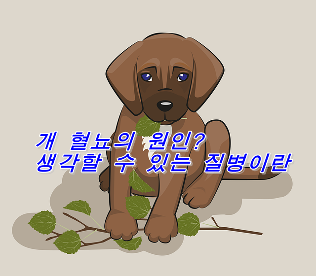  개 혈뇨의 원인? 생각할 수 있는 질병이란