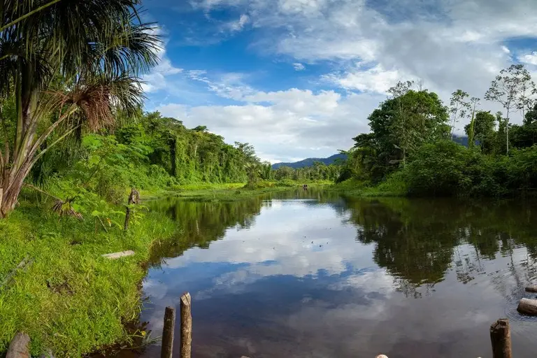 마나우스 근처 아마존 밀림의 우거진 원시림
