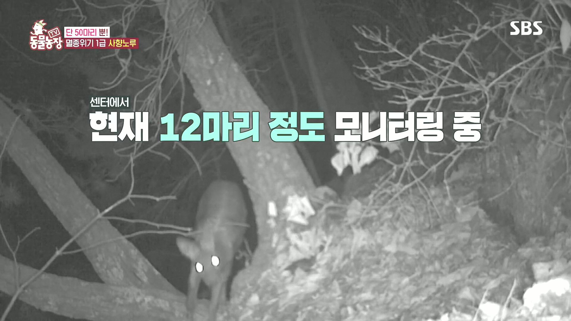 TV 동물농장.E1185.240818p.H264-F1RST.mp4_20240818_161019.730.jpg