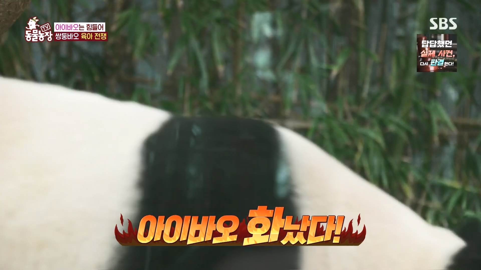 TV 동물농장.E1160.240225p.H264-F1RST.mp4_20240225_165126.980.jpg