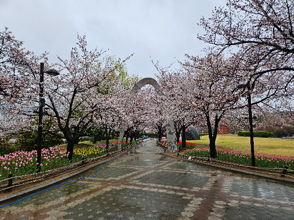 연지 공원 벚꽃과 튤립 전경