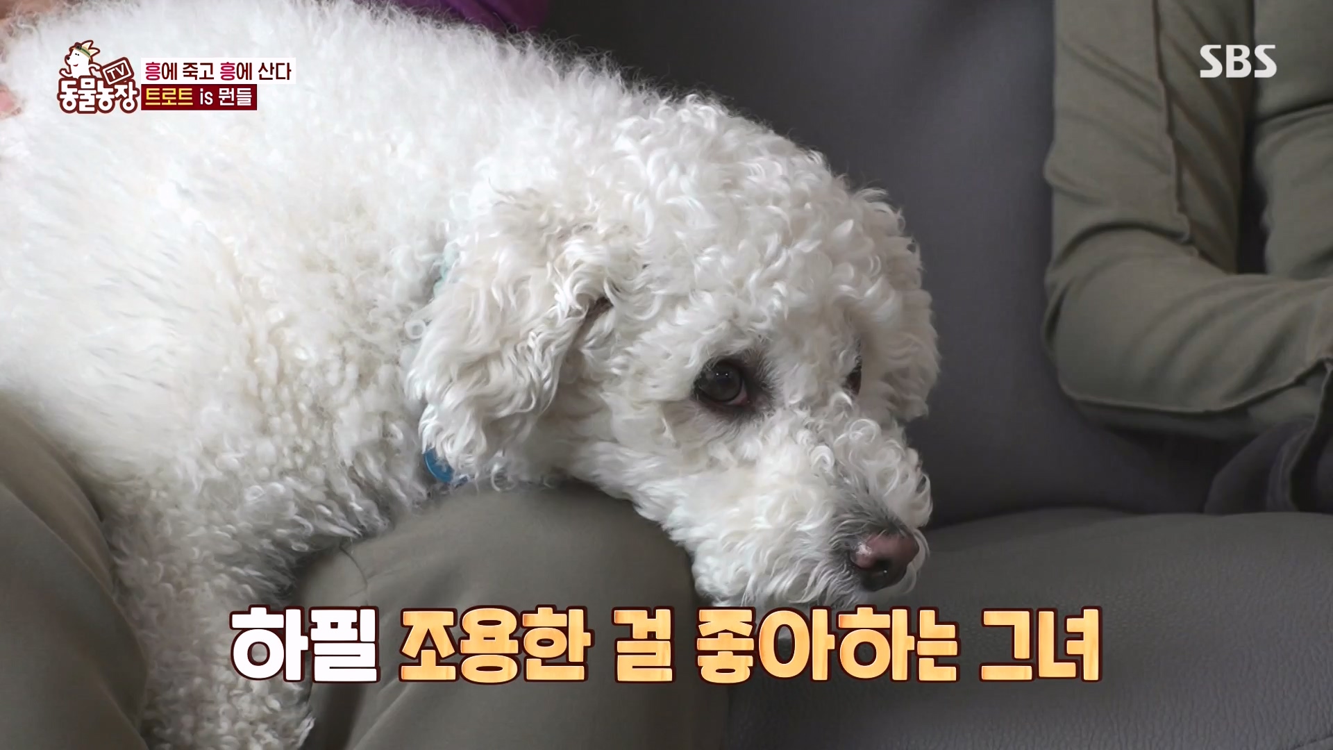 TV 동물농장.E1166.240407p-NEXT.mp4_20240407_164502.549.jpg