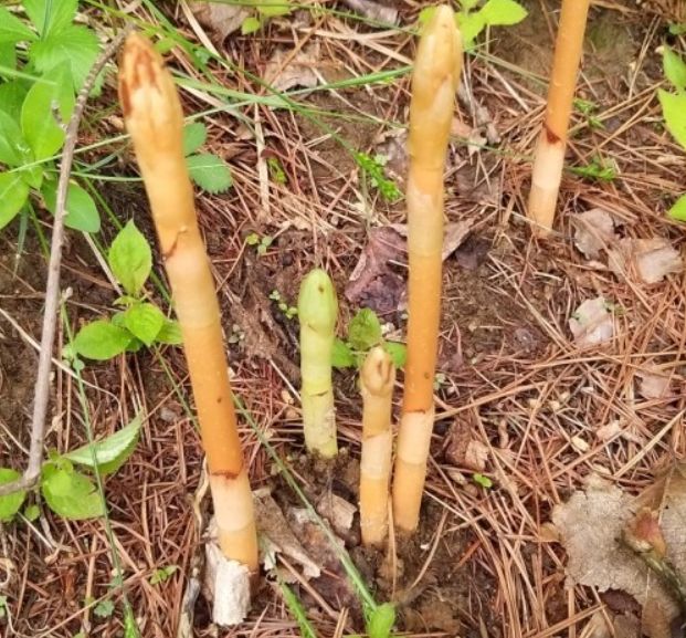 천마 효능 부작용 먹는법 질병 치료