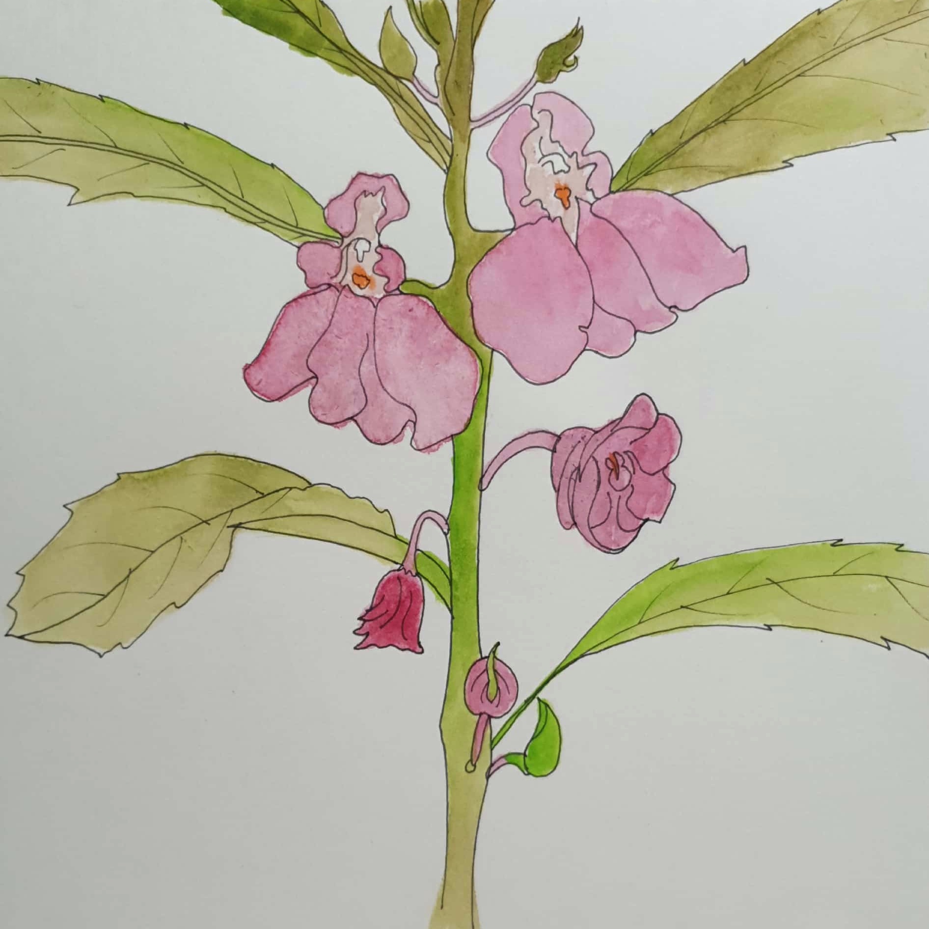  봉선화 (balsam) - 일러스트 그림 드로잉 2020