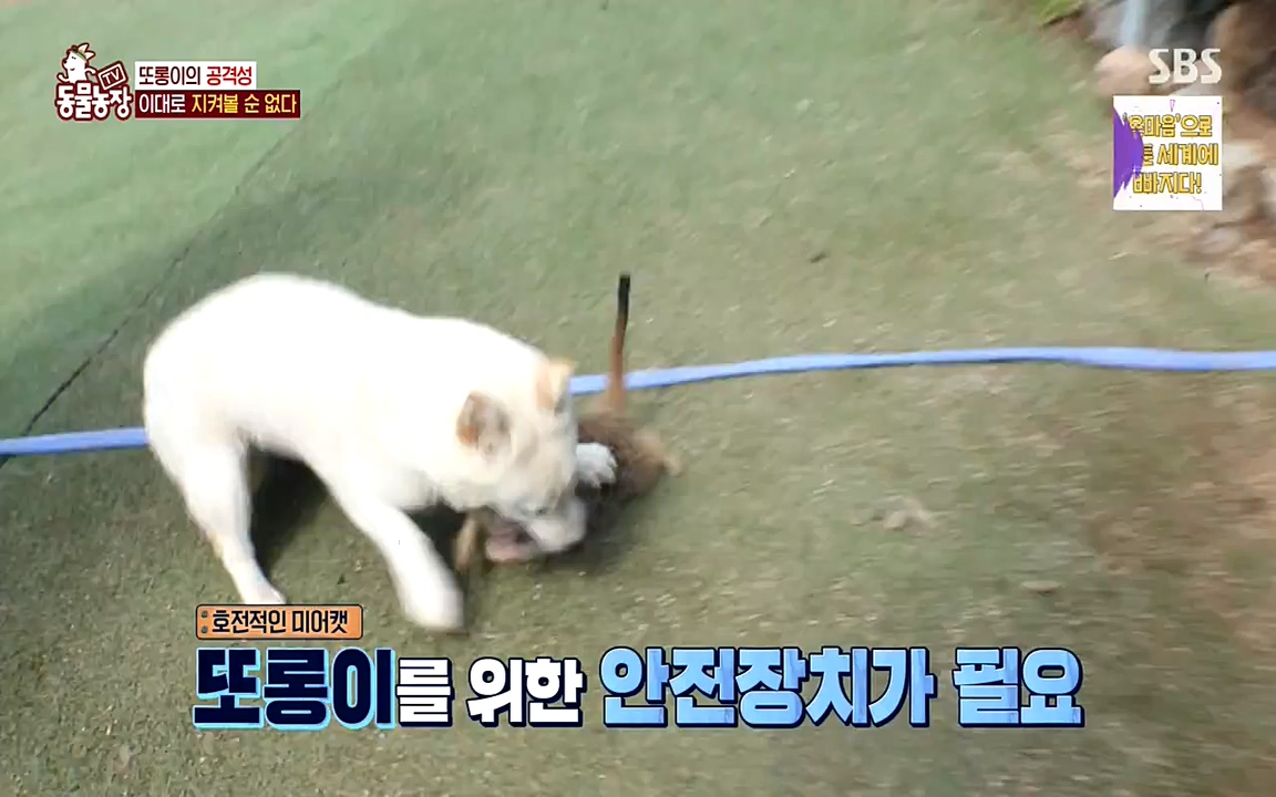 TV 동물농장.E1079.220725p-NEXT.mp4_20220724_151946.119.jpg