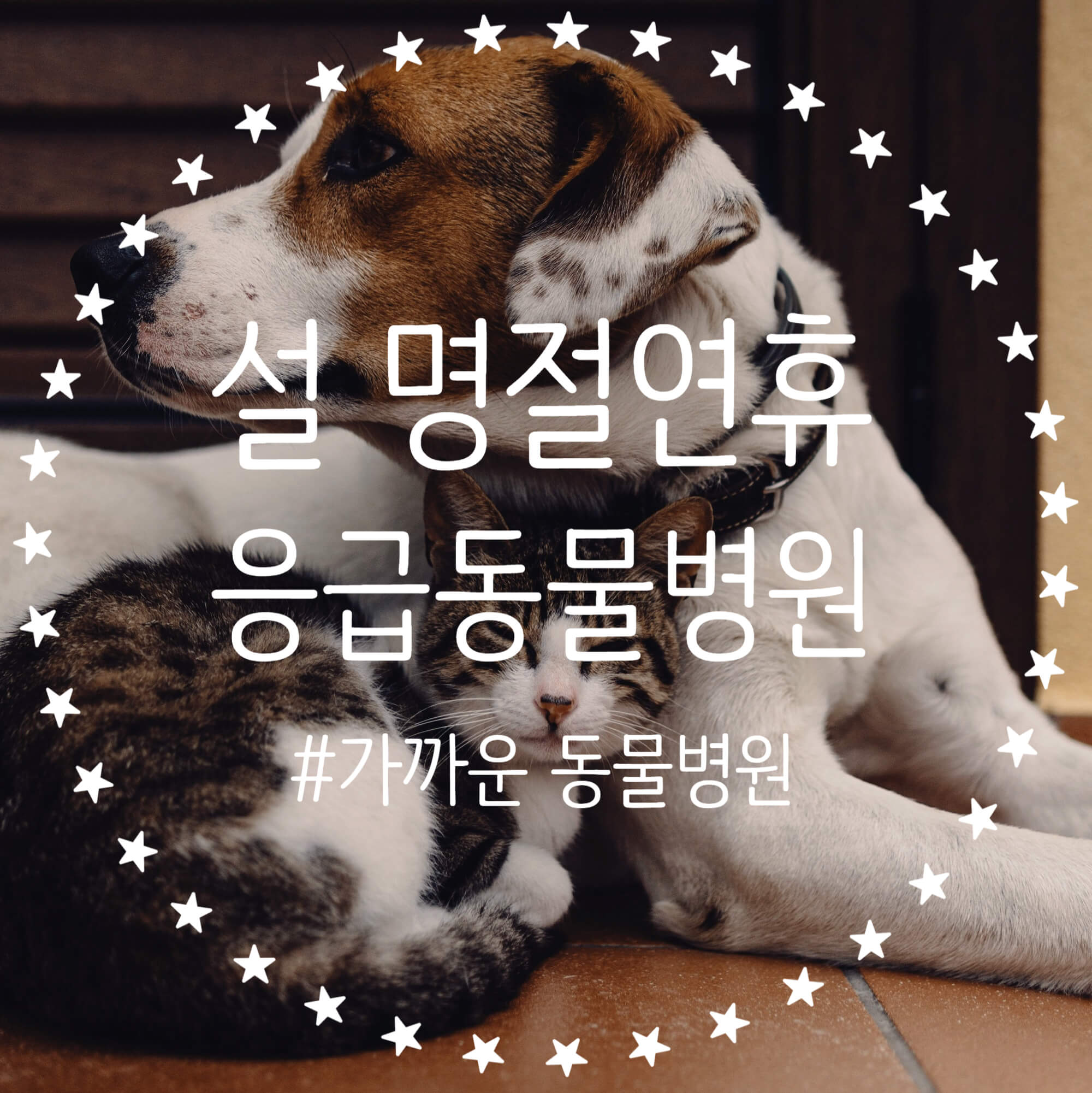  설 연휴 반려 동물 안심할 수 있는 우리동네 응급 동물병원 조회