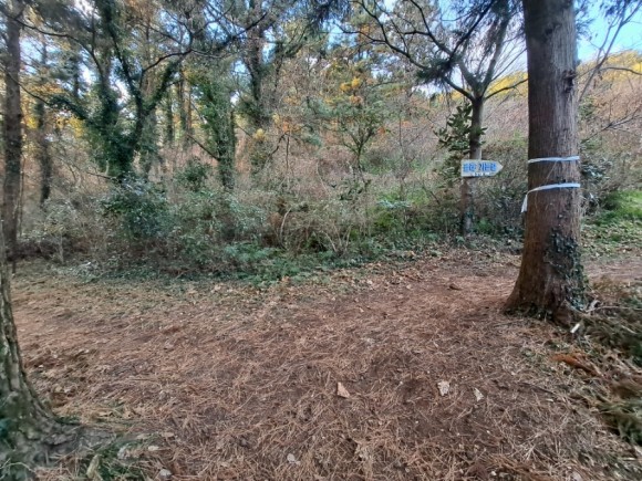 정물 당오름, 오름 그리고 금악오름 2