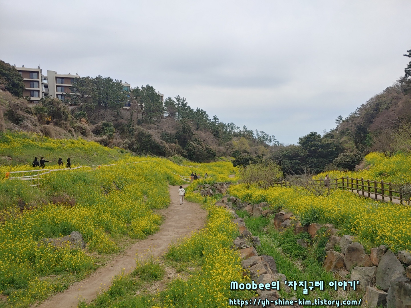 제주 엉덩물계곡 유채꽃